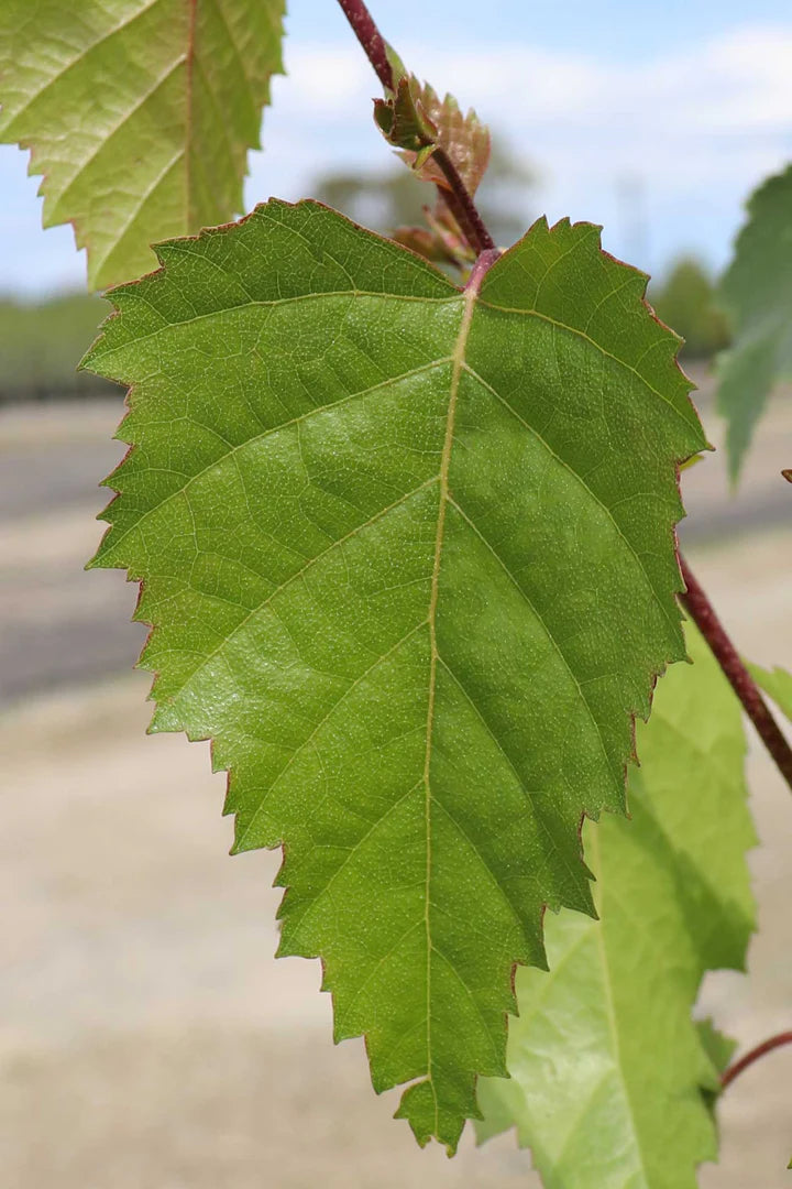 Close-up of vibrant green leaf and contrasting red branch on Betula Pendula 'Moss White,' highlighting the colour contrast and fine detail.