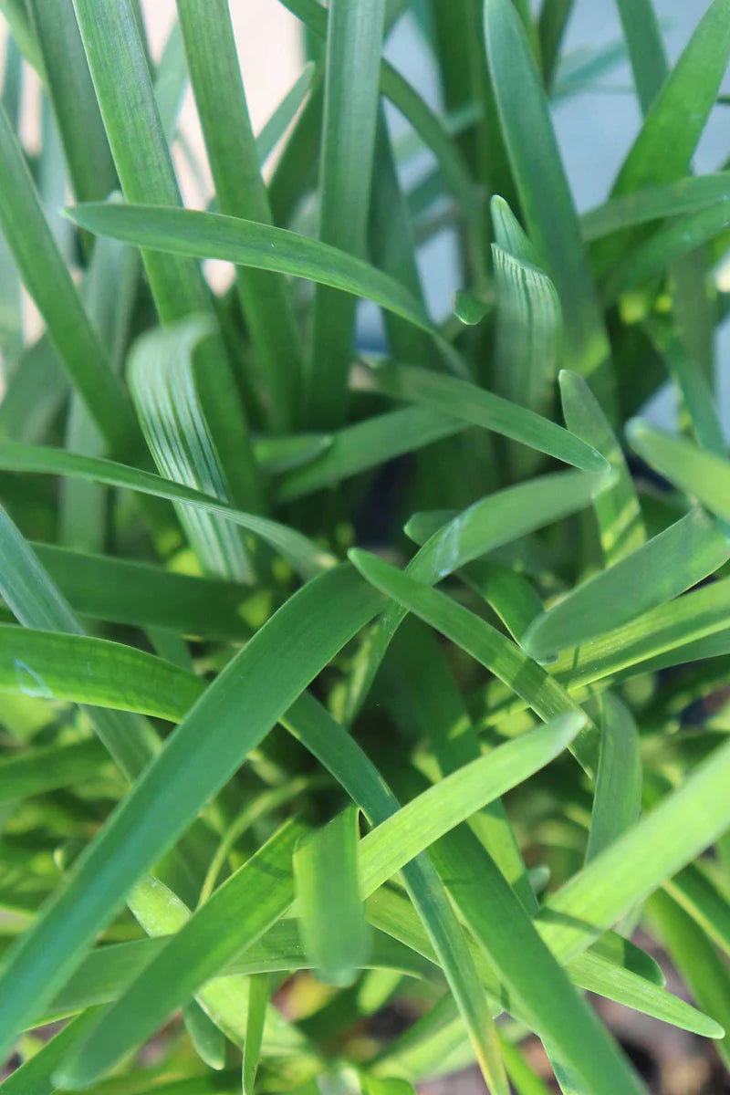 Liriope Muscari 'Elmarco' (Lilyturf)