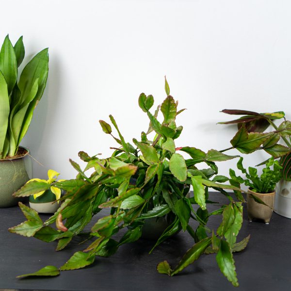 Rhipsalis elliptica (Mistletoe Cactus)