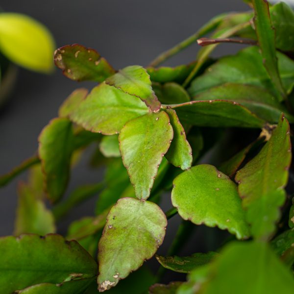Rhipsalis elliptica (Mistletoe Cactus)
