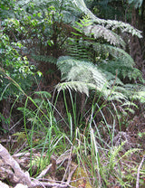 Gahnia melanocarpa (Black-fruit Saw-sedge)