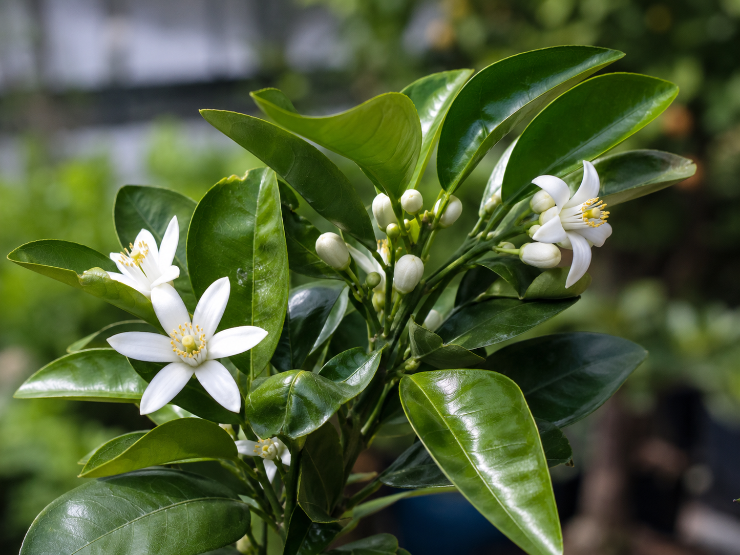DWARF Citrus Reticulata ‘Emperor’ (Emperor Mandarin)
