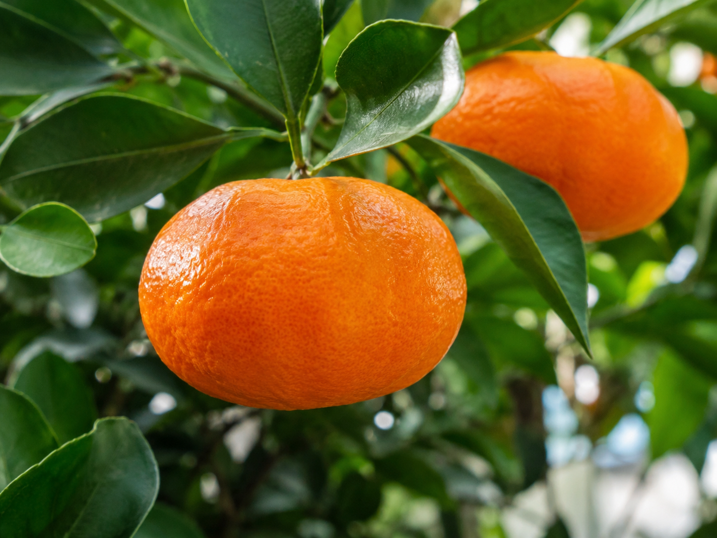 DWARF Citrus Reticulata ‘Emperor’ (Emperor Mandarin)
