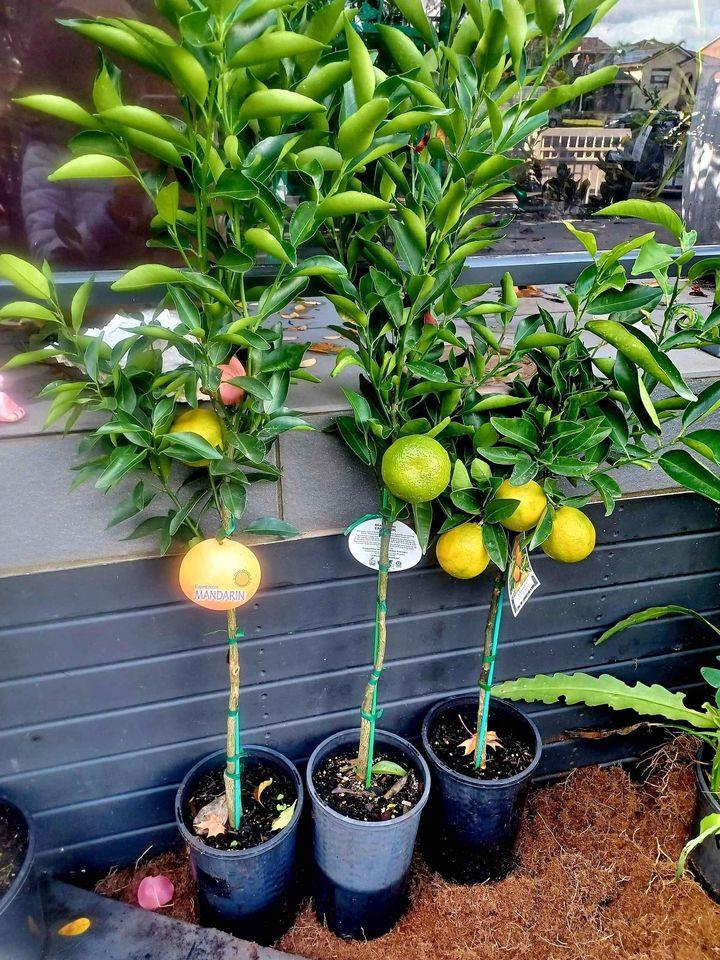 DWARF Citrus Reticulata 'Imperial' (Imperial Mandarin) GRAFTED