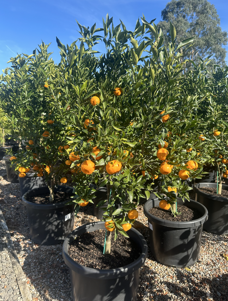 DWARF Citrus Reticulata 'Imperial' (Imperial Mandarin) GRAFTED