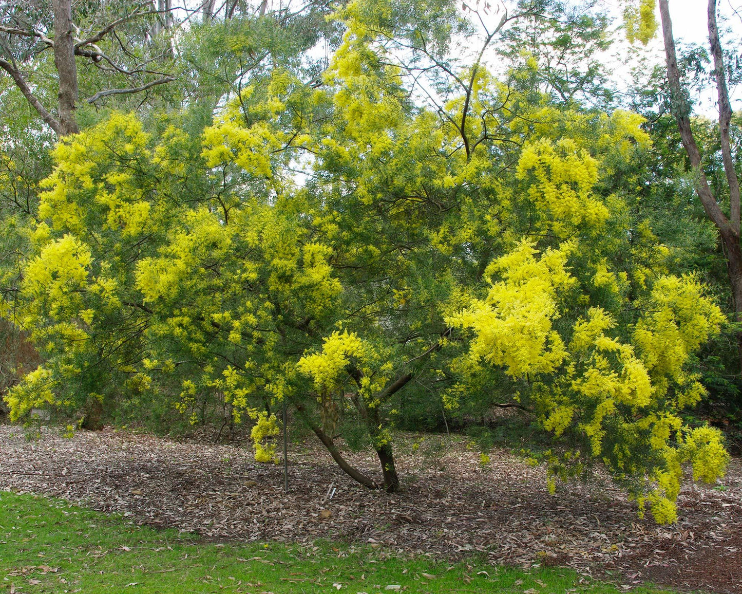 Acacia Fimbriata (Brisbane Golden Wattle)