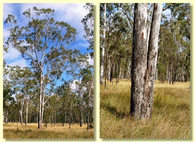 Eucalyptus Moluccana (Grey Box)