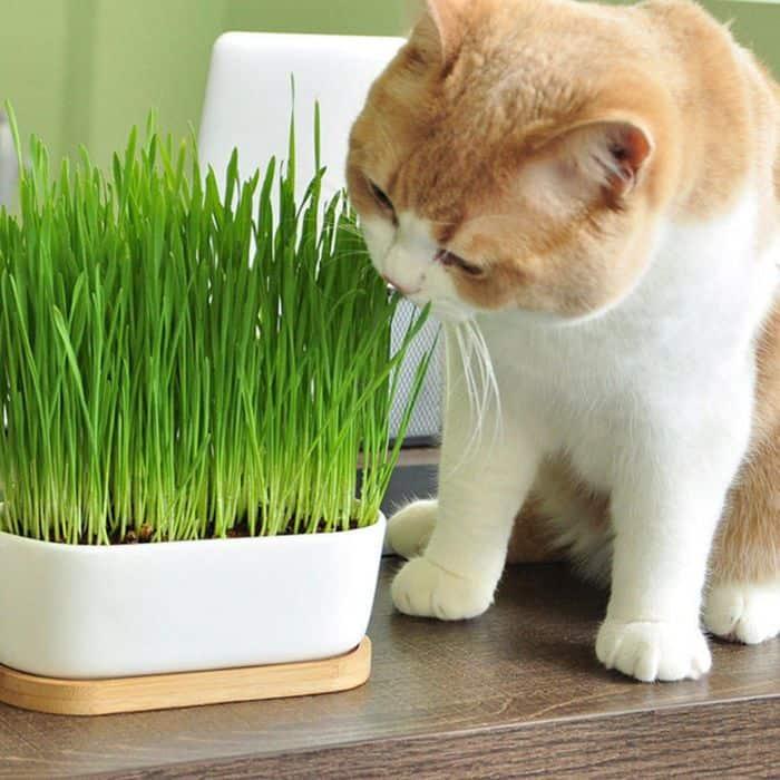 Dactylis Glomerata (Cat Grass)