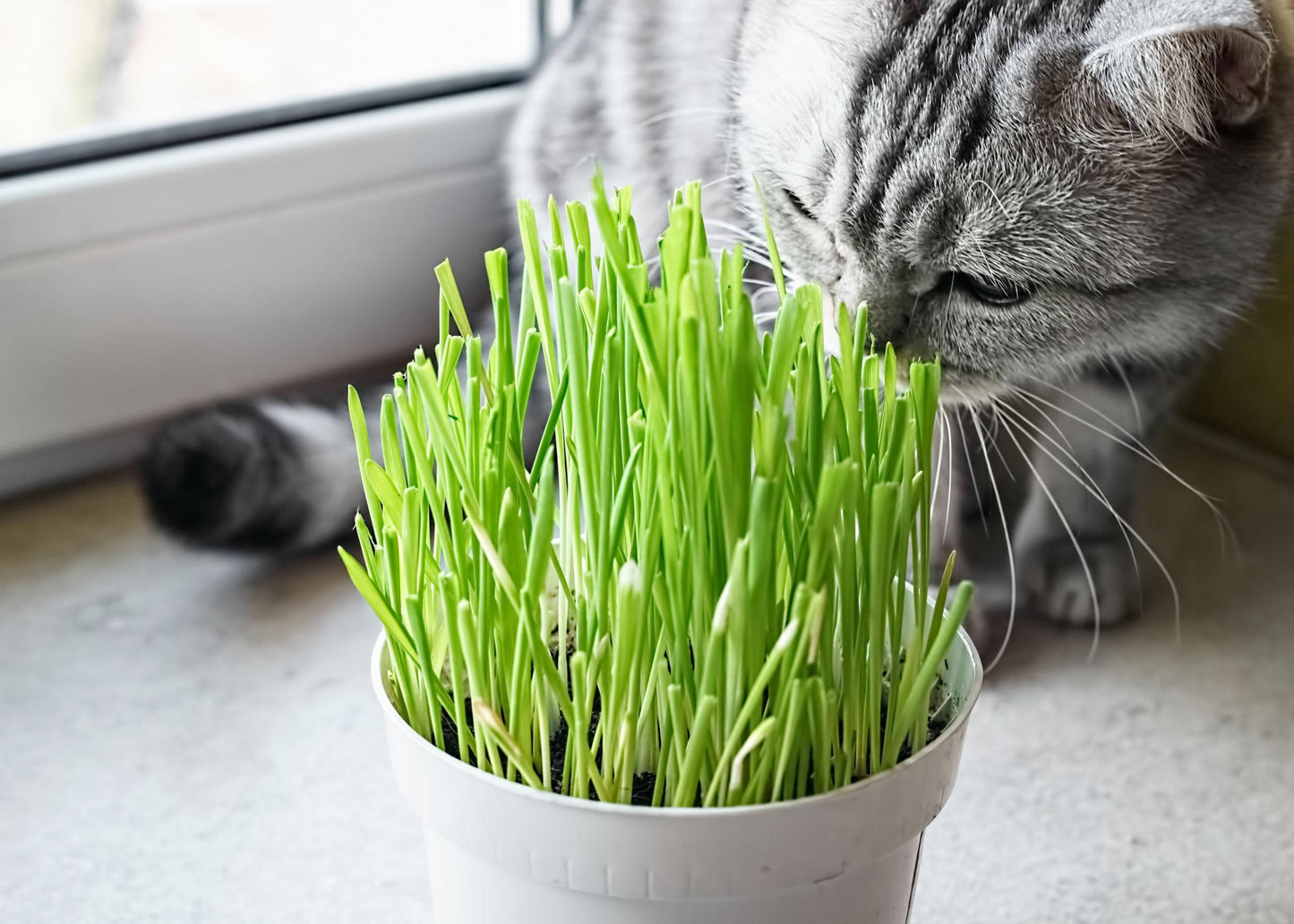 Dactylis Glomerata (Cat Grass)