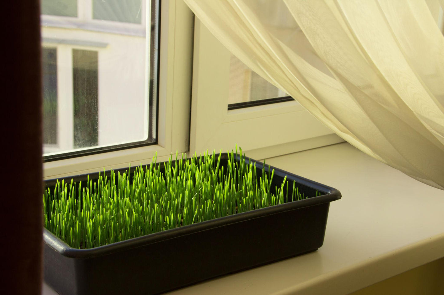 Dactylis Glomerata (Cat Grass)