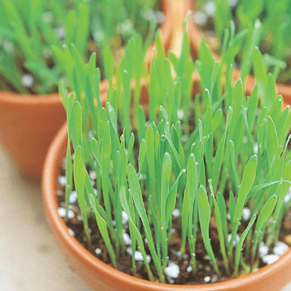Dactylis Glomerata (Cat Grass)