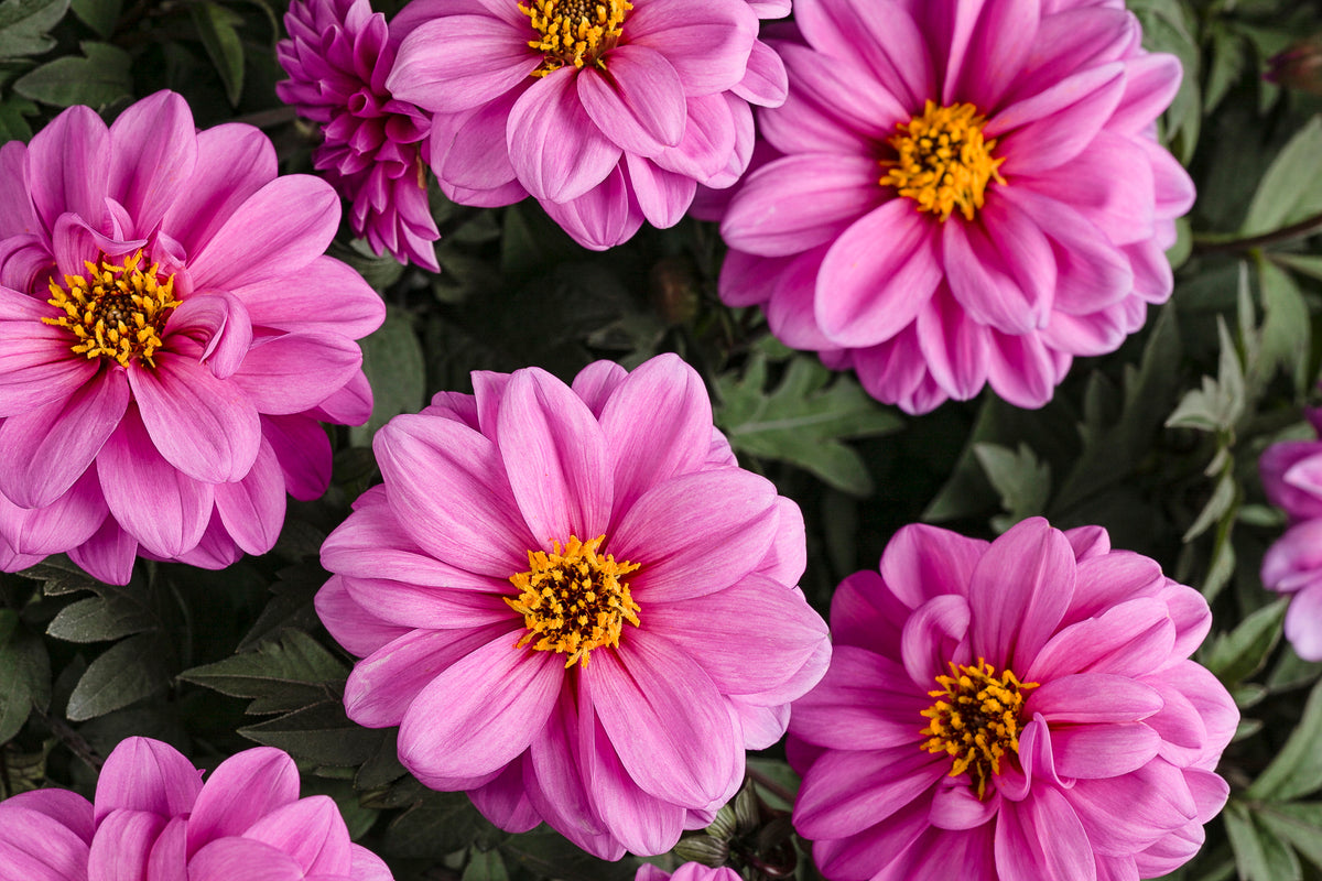 Dahlia Variabilis 'Dahlightful® Lively Lavender' (Lavender Dahlia)