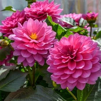 Dahlia Variabilis 'Dahlightful® Lively Lavender' (Lavender Dahlia)