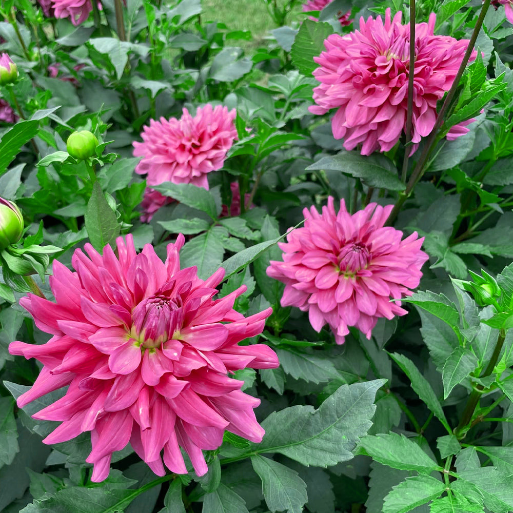 Dahlia Variabilis 'Dahlightful® Lively Lavender' (Lavender Dahlia)