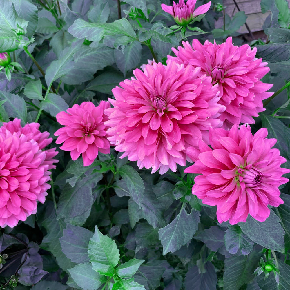 Dahlia Variabilis 'Dahlightful® Lively Lavender' (Lavender Dahlia)