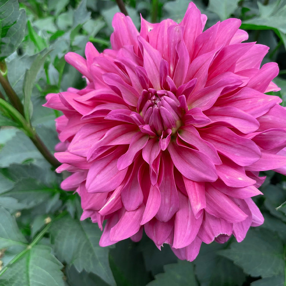 Dahlia Variabilis 'Dahlightful® Lively Lavender' (Lavender Dahlia)