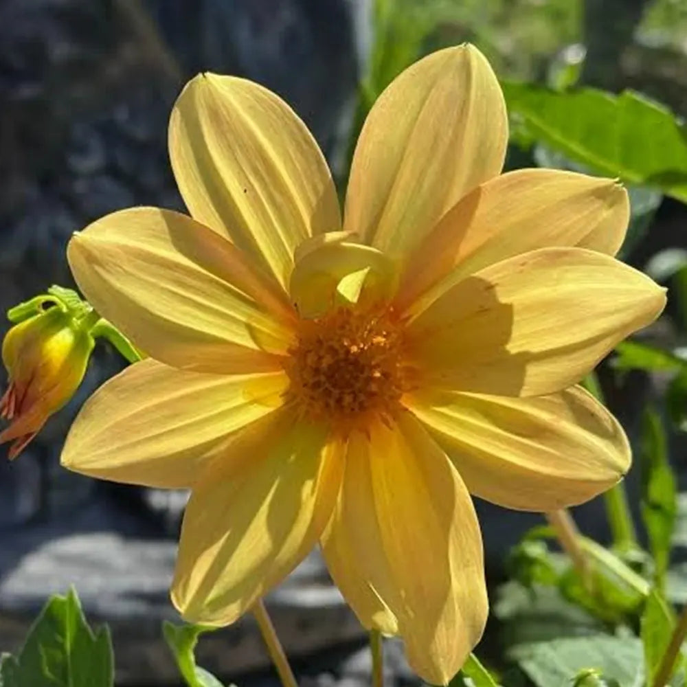 Dahlia Variabilis 'Dahlightful® Tupelo Honey' (Yellow Dahlia)