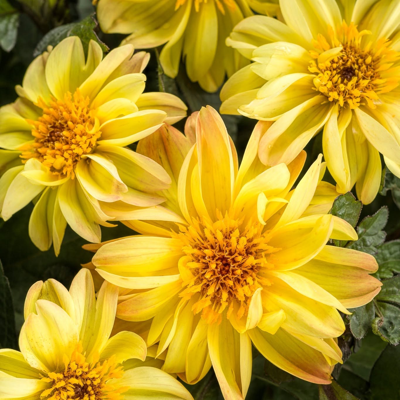 Dahlia Variabilis 'Dahlightful® Tupelo Honey' (Yellow Dahlia)