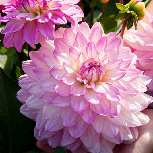 Dahlia ‘Sincerity’ (Dahlia)