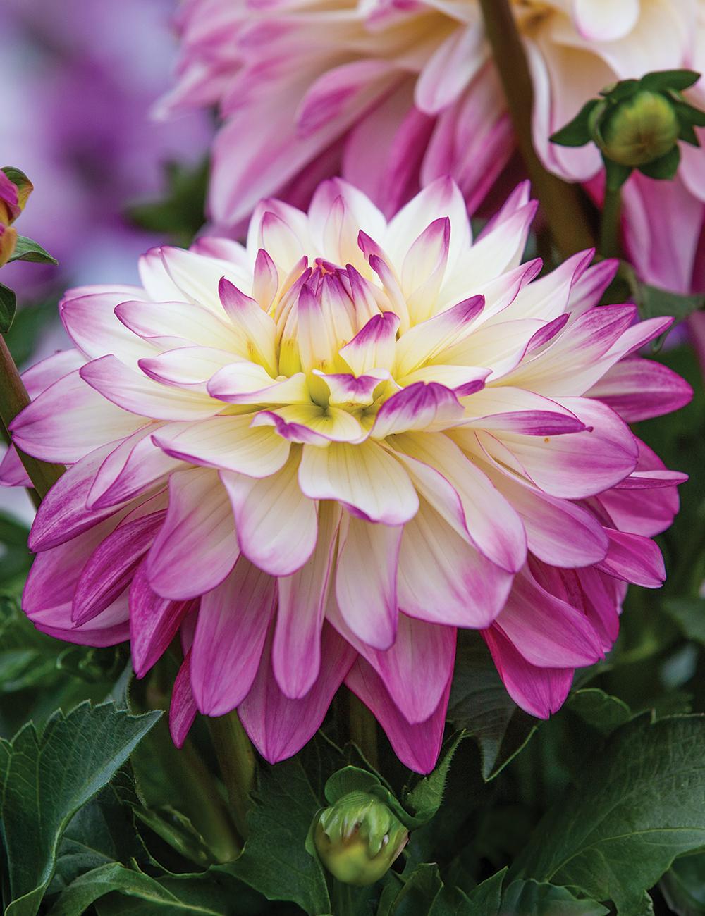 Dahlia ‘Sincerity’ (Dahlia)