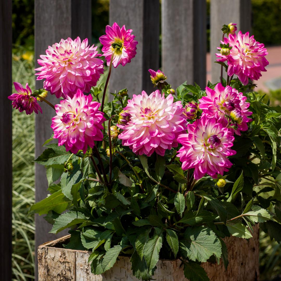 Dahlia ‘Sincerity’ (Dahlia)