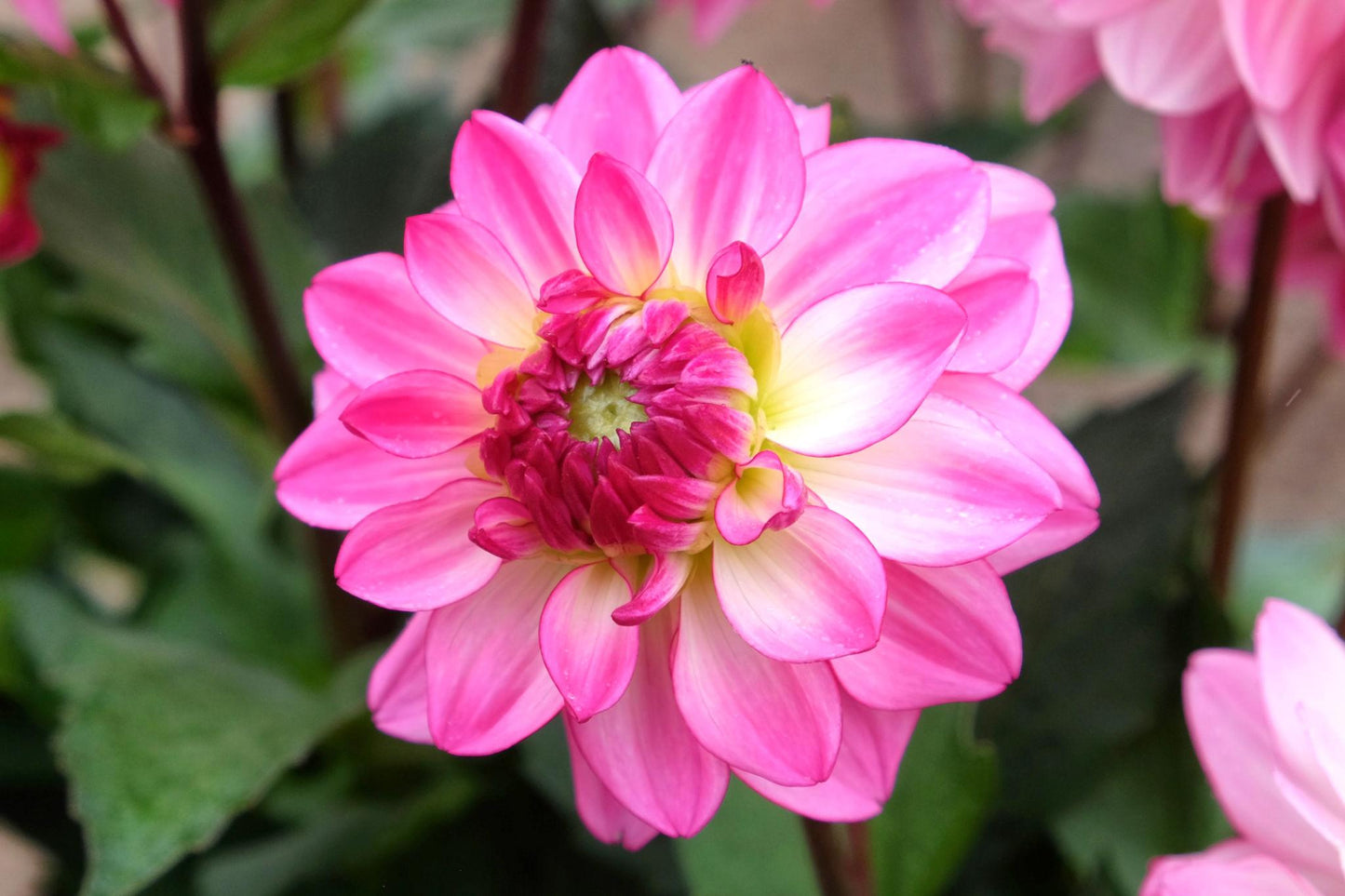 Dahlia ‘Sincerity’ (Dahlia)