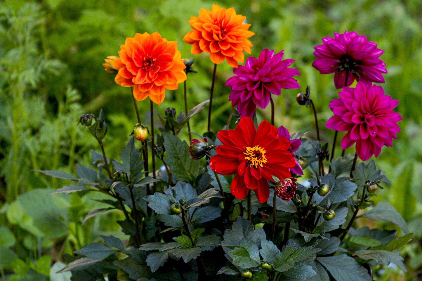 Dahlia pinnata (Dark Leaf Assorted)