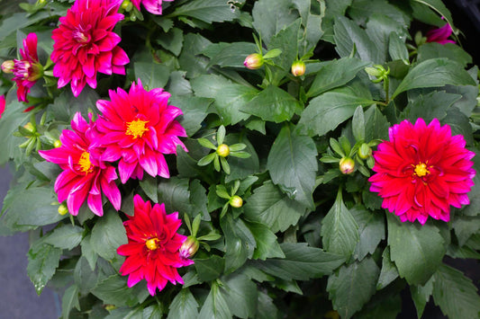 Dahlia pinnata (Dark Leaf Assorted)