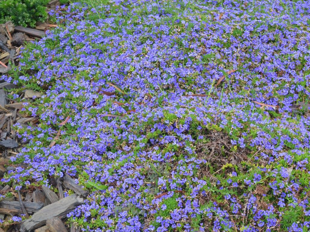 Dampiera Diversifolia (Blue Dampiera)
