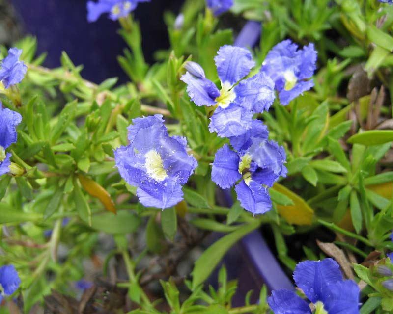 Dampiera Diversifolia (Blue Dampiera)
