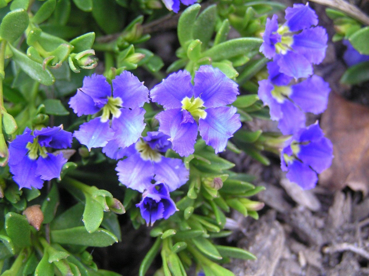 Dampiera Diversifolia (Blue Dampiera)