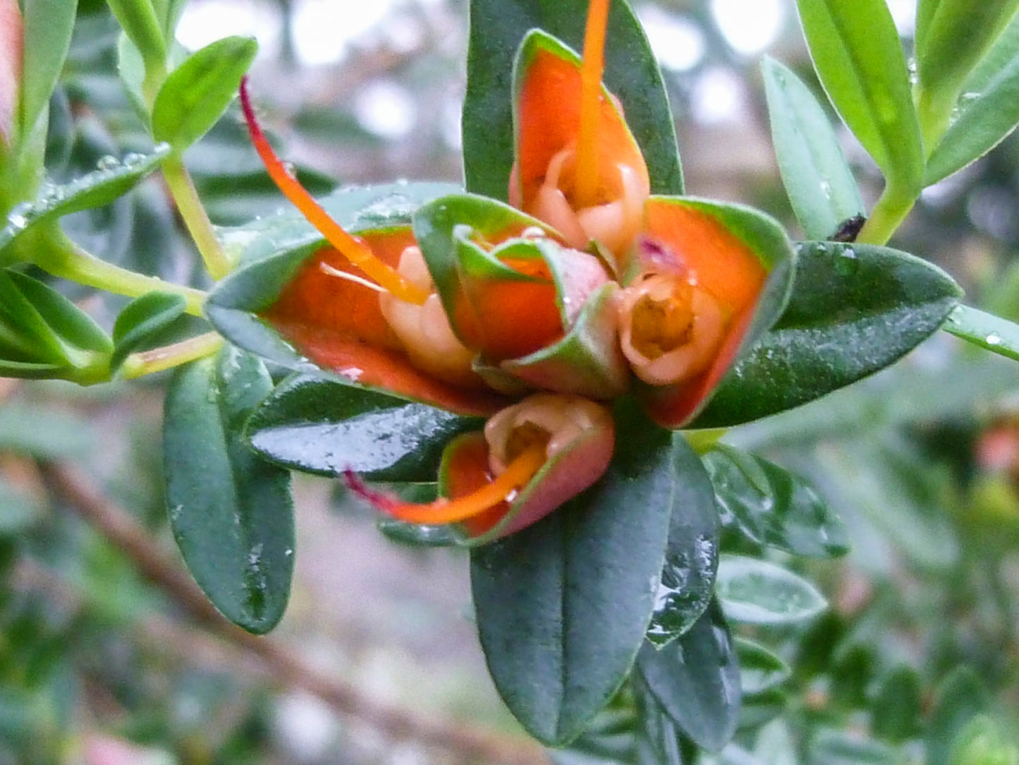 Darwinia citriodora – Lemon-scented Darwinia