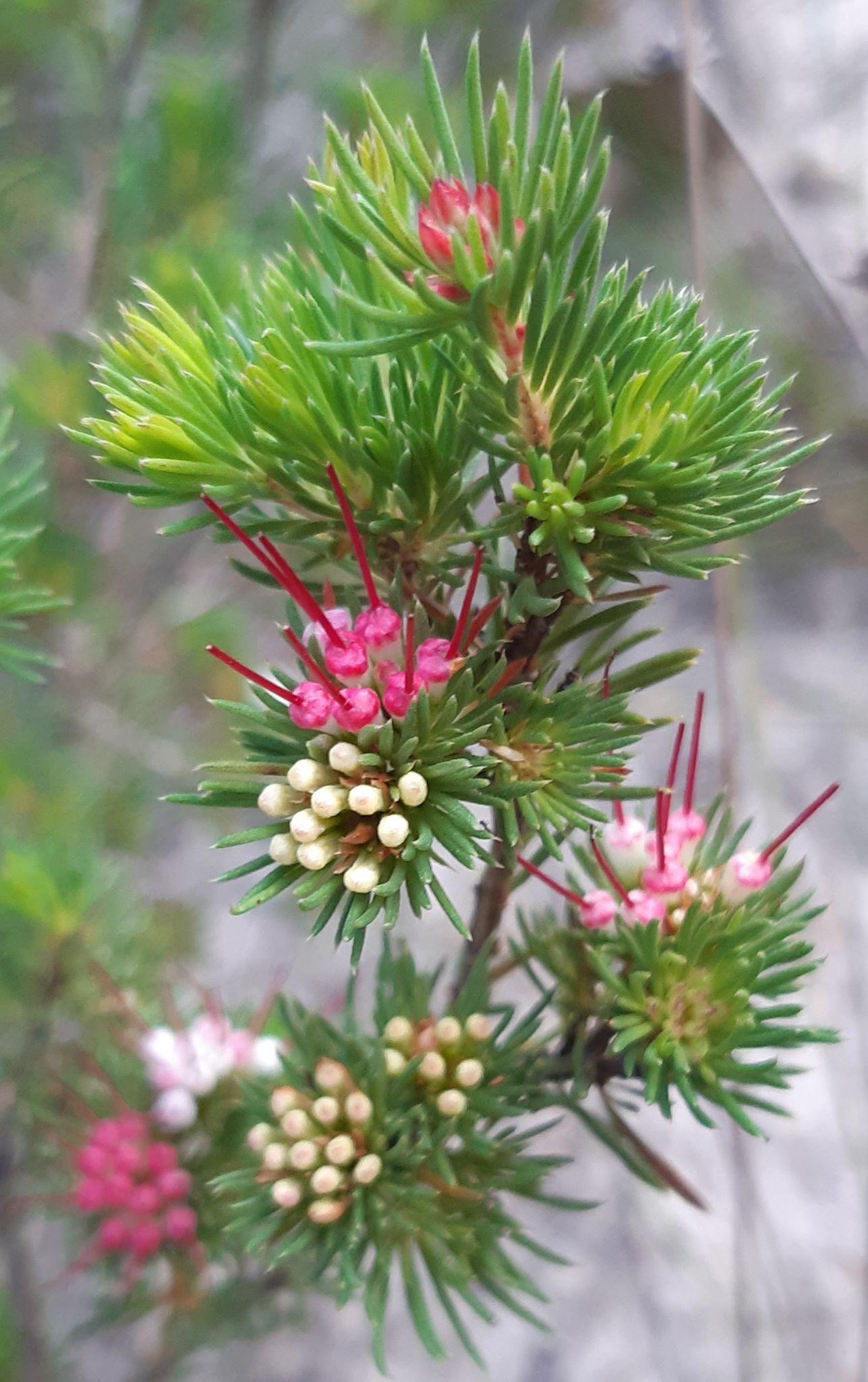 Darwinia Fascicularis (Clustered Darwinia)
