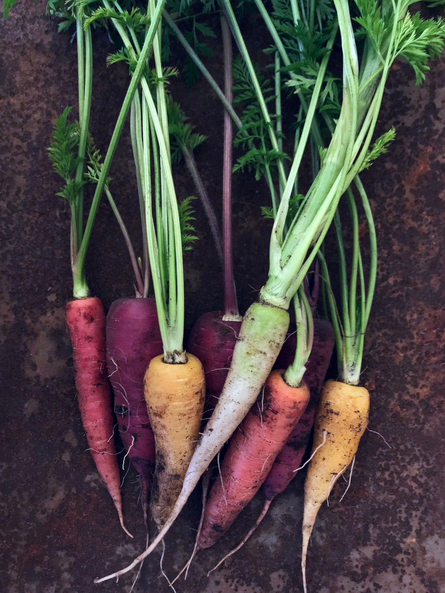 Daucus Carota (Rainbow Carrot)