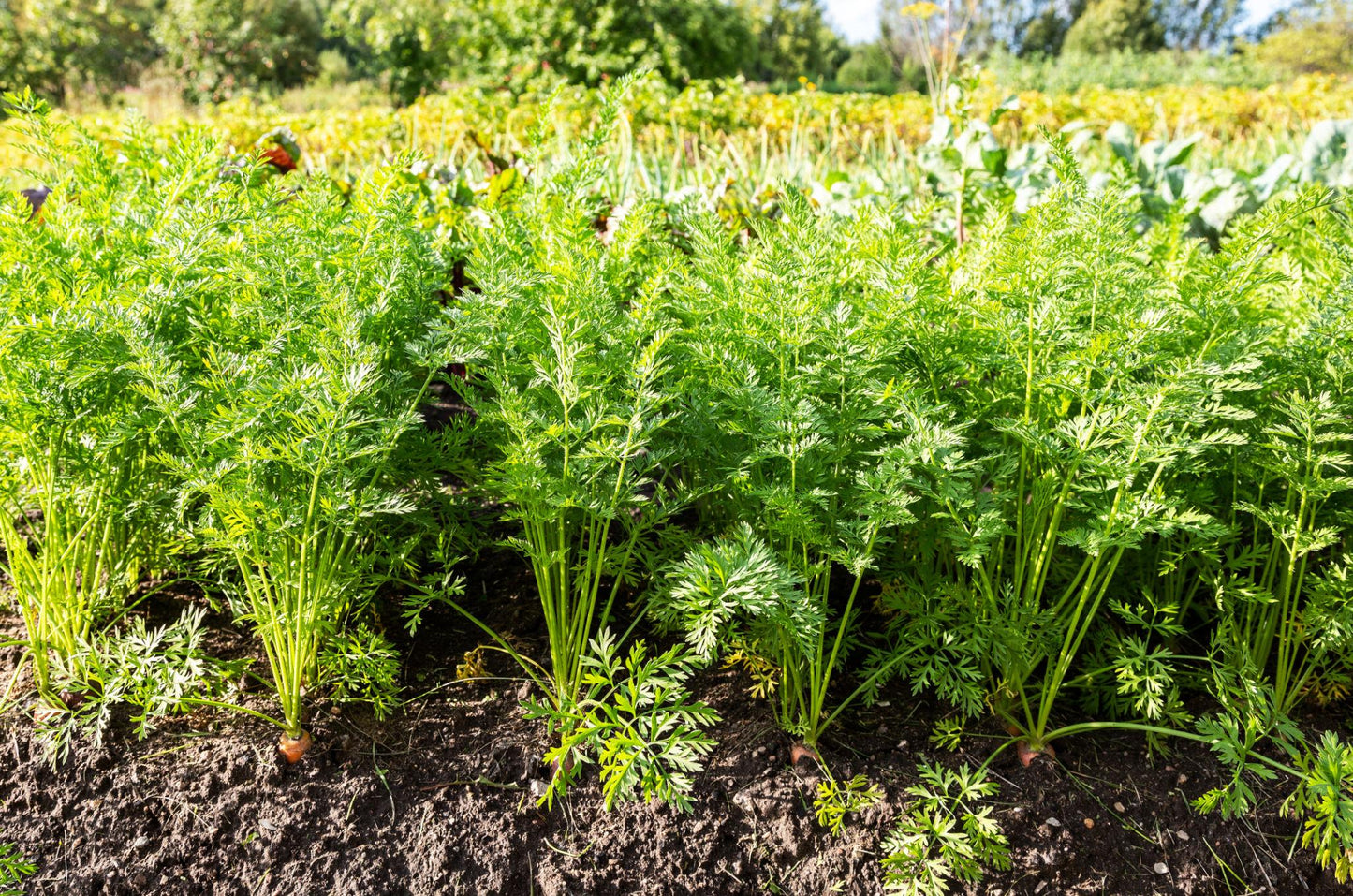 Daucus Carota (Rainbow Carrot)