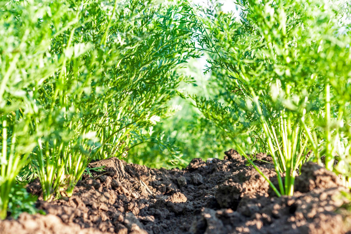 Daucus Carota (Rainbow Carrot)
