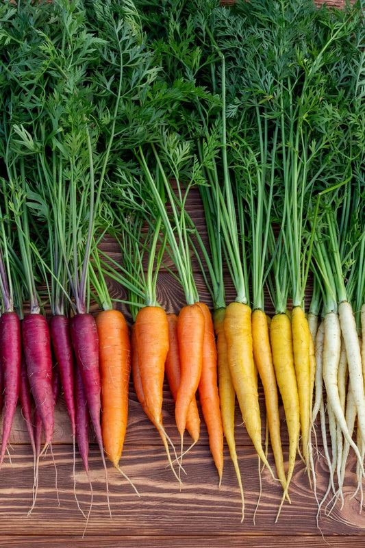 Daucus Carota (Rainbow Carrot)