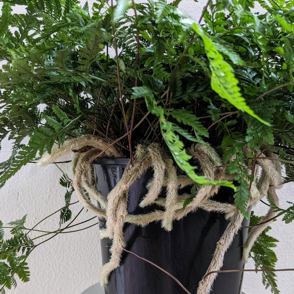 Davallia Solida Var. Fejeensis (Rabbit’s Foot Fern)