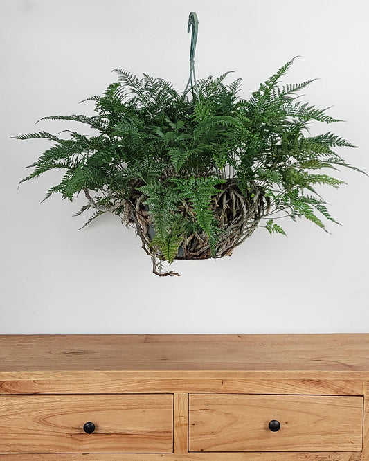 Davallia Solida Var. Fejeensis (Rabbit’s Foot Fern)