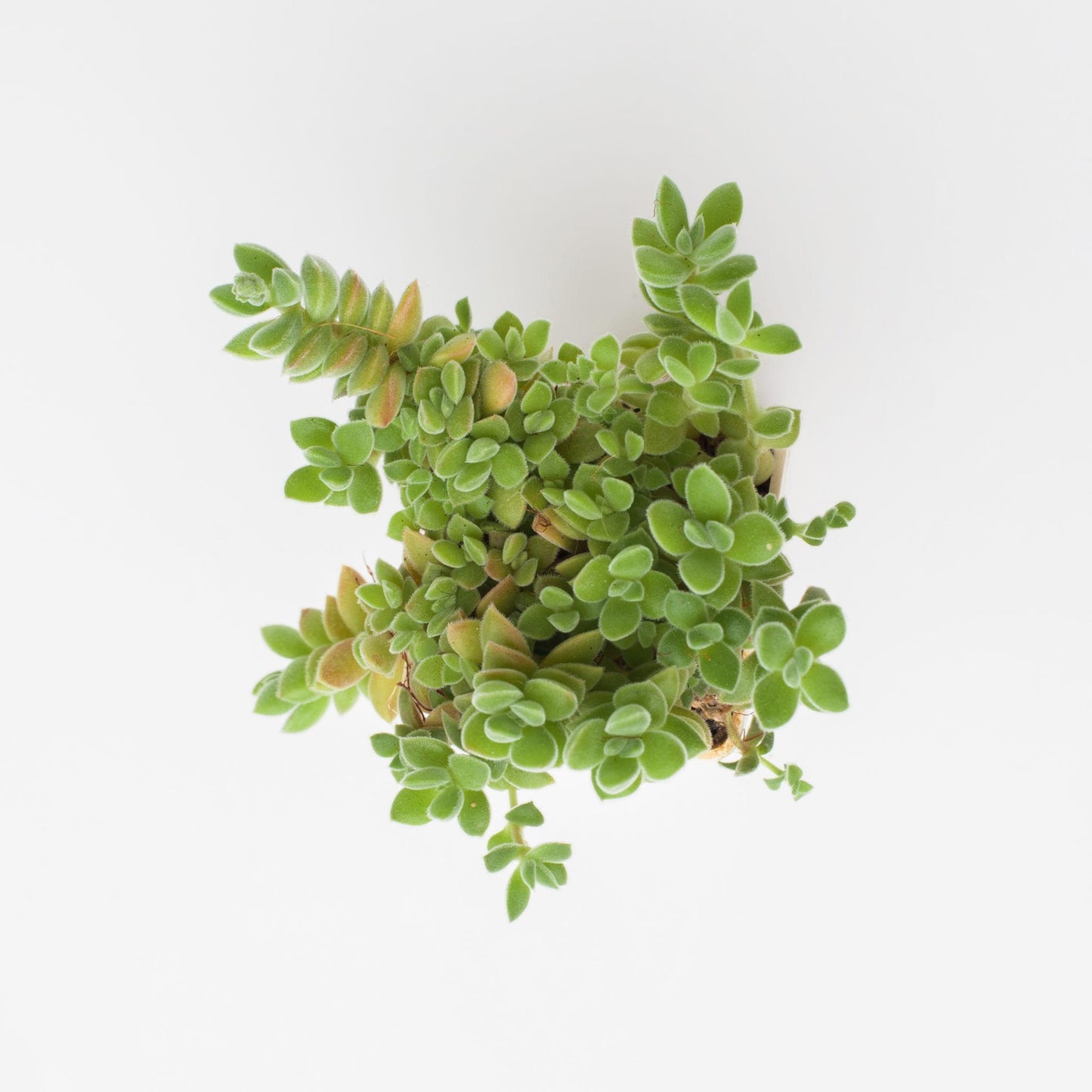 Crassula Lanuginosa Var. Pachystemon (David Crassula)