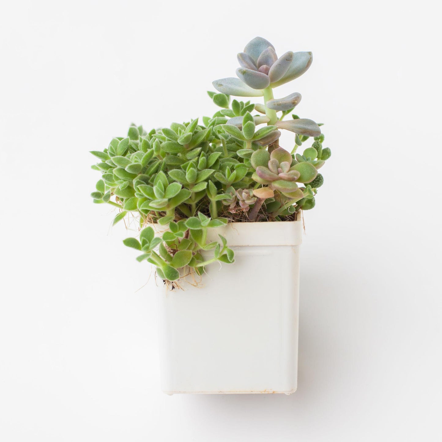 Crassula Lanuginosa Var. Pachystemon (David Crassula)