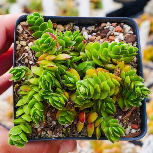 Crassula Lanuginosa Var. Pachystemon (David Crassula)