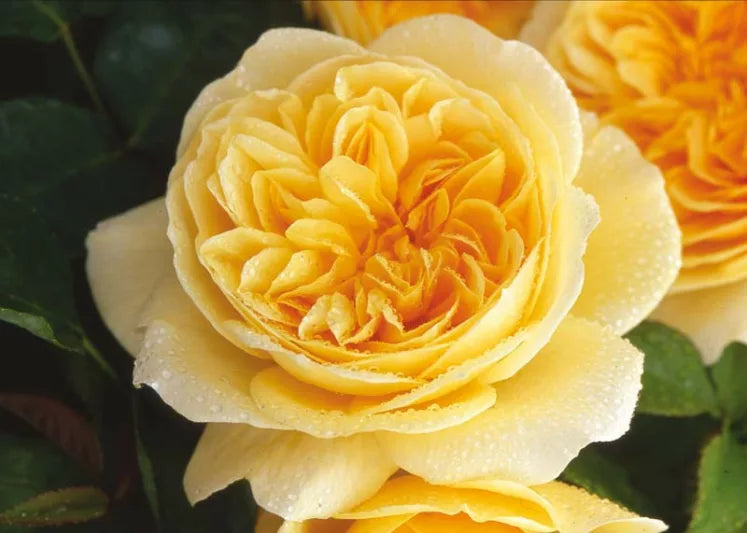 Rosa ‘Teasing Georgia™’ (English Rose / David Austin Rose)