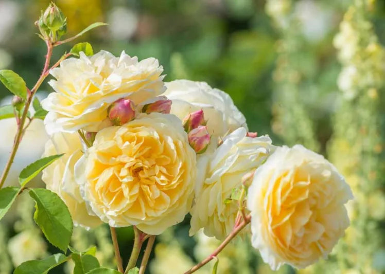 Rosa ‘Teasing Georgia™’ (English Rose / David Austin Rose)