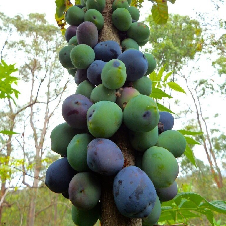 Close-up of Davidson's Plum with ripe fruit growing directly on the trunk, highlighting its unique fruiting habit.