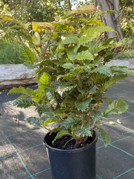 Davidsonia Jerseyana (Davidson's Plum)