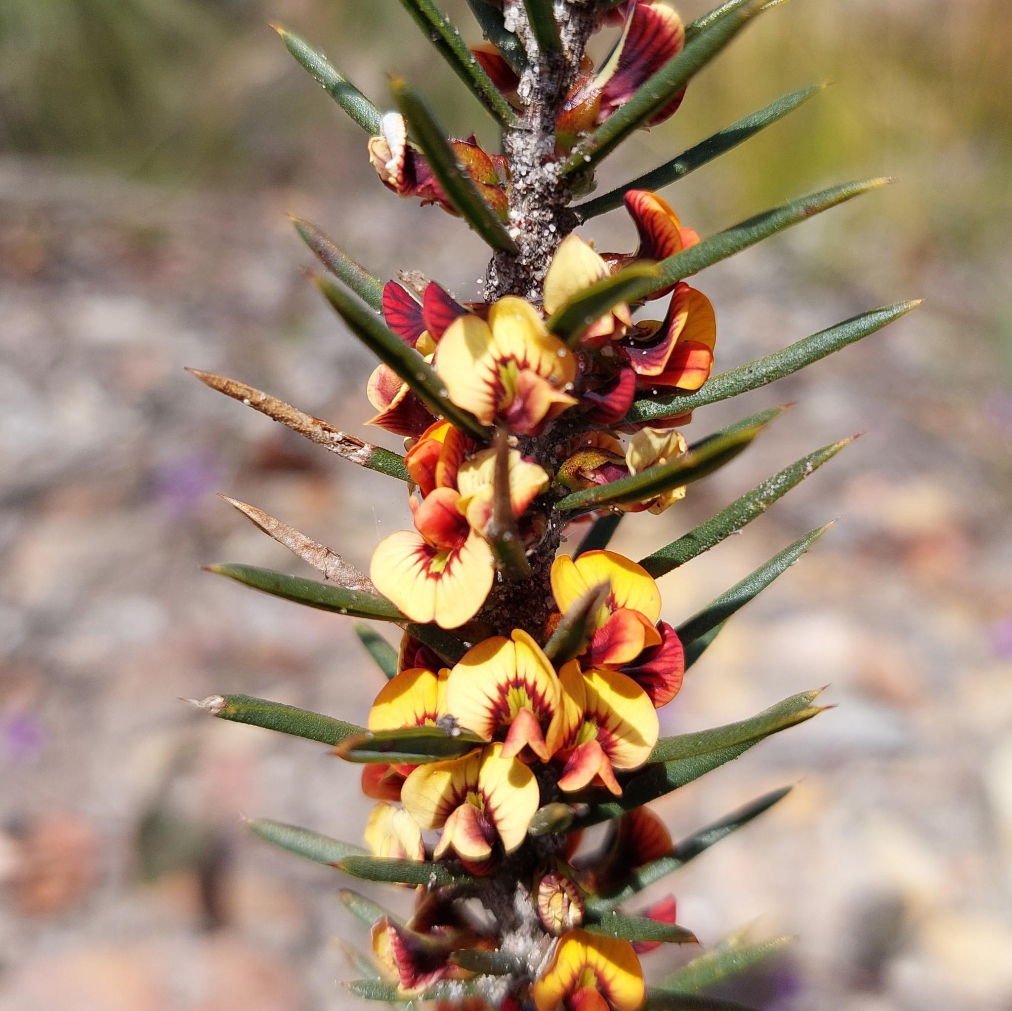 Daviesia Acicularis (Prickly Bitter Pea)