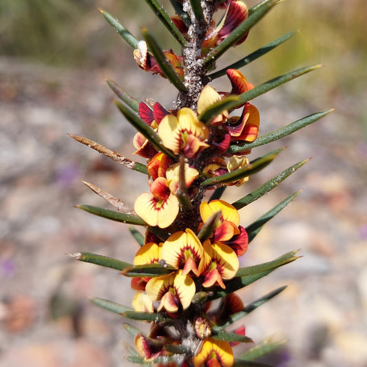 Daviesia Acicularis (Prickly Bitter Pea)