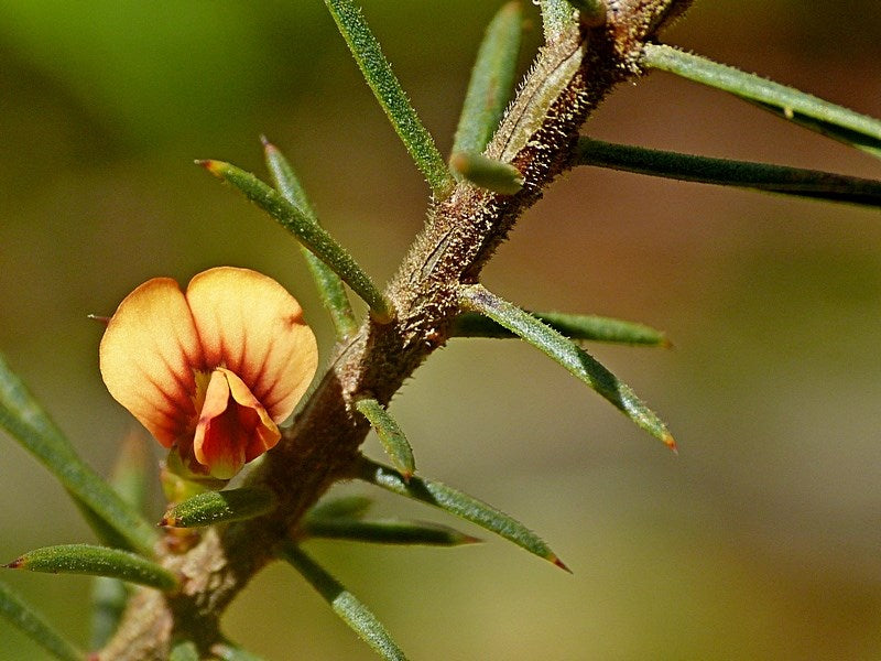 Daviesia Acicularis (Prickly Bitter Pea)