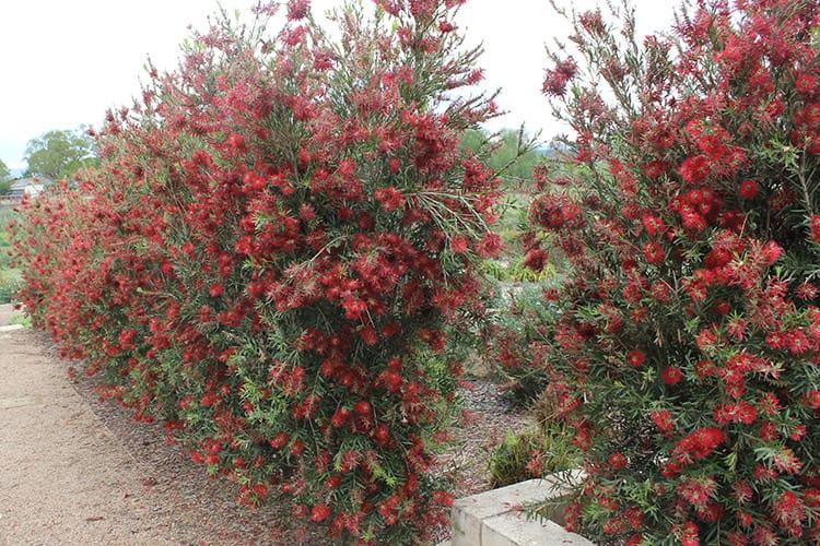 Callistemon Viminalis ‘CV01’ Slim™ (Slim Bottlebrush)